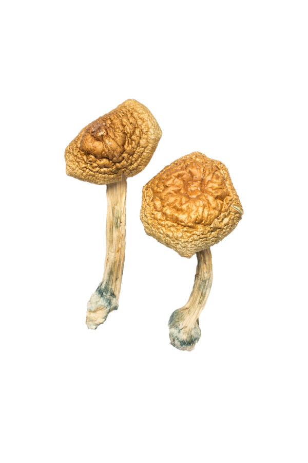 Golden Mammoth Magic Mushroom For Sale Online Europe Order Golden Mammoth Magic Mushroom Online Europe