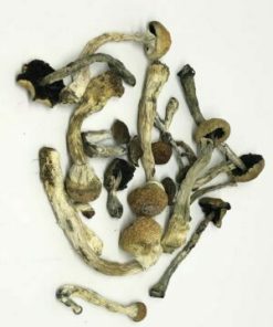 Buy African Transkei Mushrooms Europe African Transkei Mushrooms For Sale UK