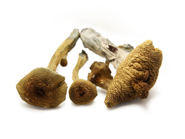 Alacabenzi Magic Mushroom For Sale Europe Buy hallucinogenic Mushrooms Online Europe
