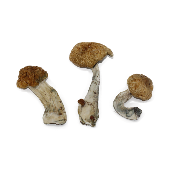 Hawaiian Magic Mushroom For Sale Online Europe Buy Hawaiian Magic Mushroom Online Europe. With great product varieties, quality, prices and deliveries