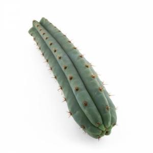 San Pedro Cactus Macrogona (Trichocereus macrogonus)
