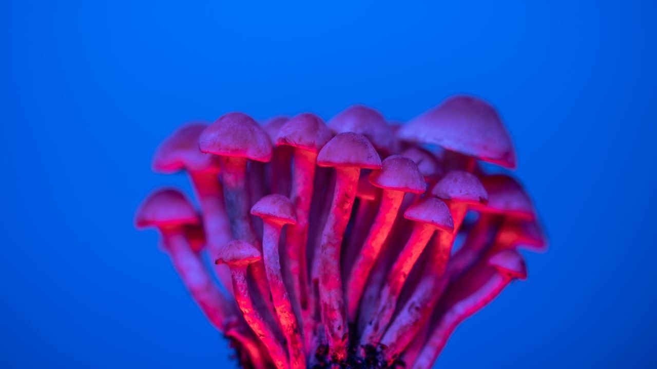 hero-img-02 A vivid collection of mushrooms illuminated with neon lighting, showcasing their unique textures.