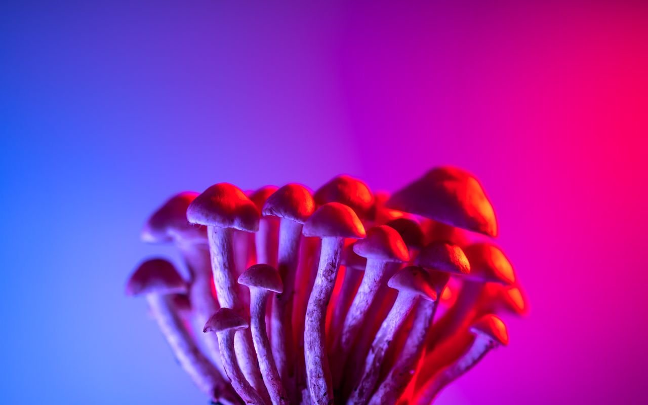 hero-img-01 A striking image of mushrooms illuminated by vibrant pink and blue lighting, creating an ethereal atmosphere.