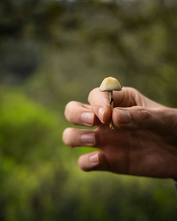 gallery-5 A person holding a small wild mushroom against a green forest backdrop, capturing the essence of nature.